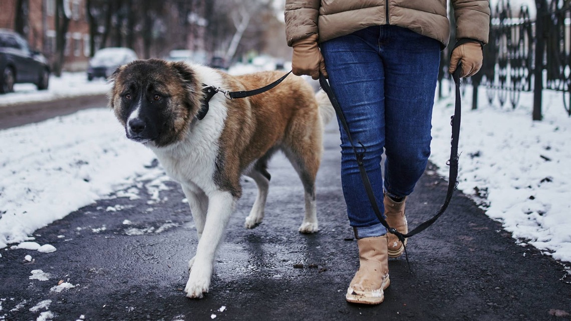 How Cold Is Too Cold for a Dog Walk? A Breed-by-Breed Temperature Guide 