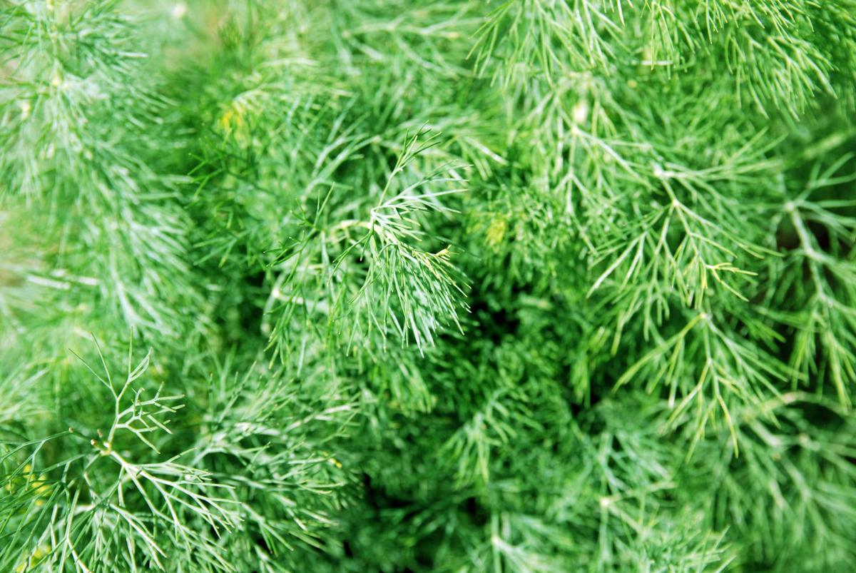  Fernleaf dill.