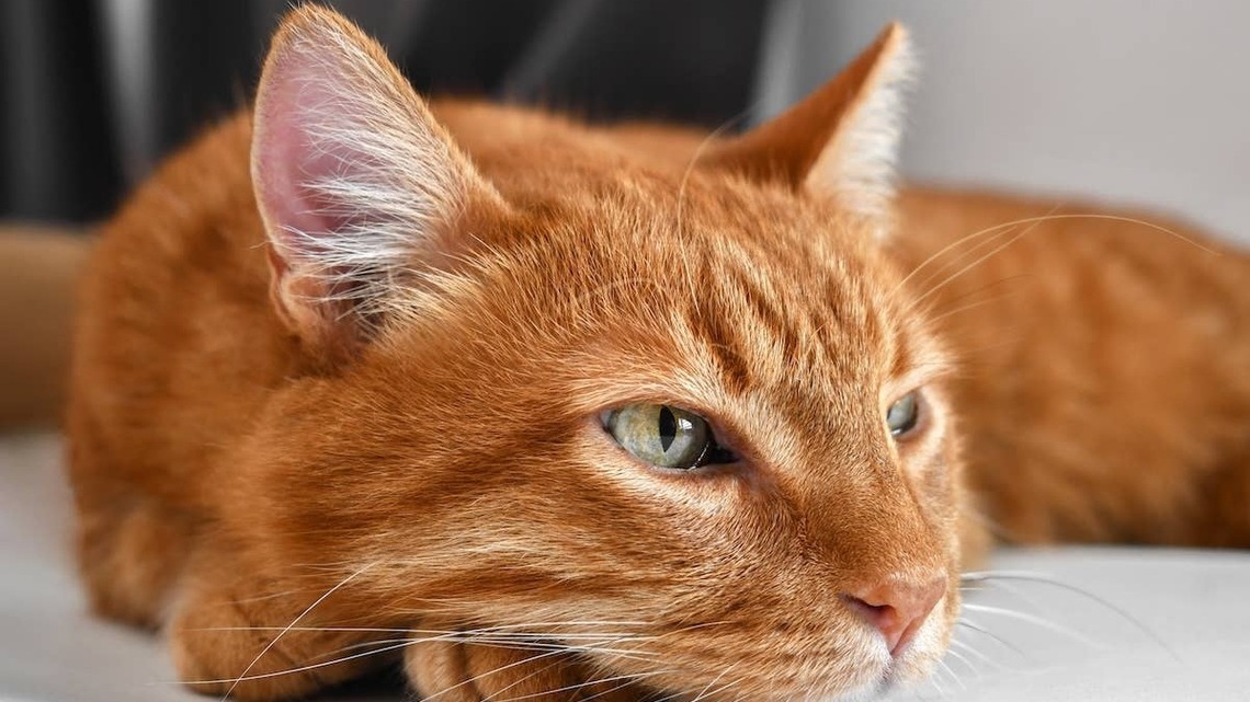 Cat Returned to Shelter for Being 'Misunderstood' Looks Like a Real-Life Garfield and Needs a Hero 