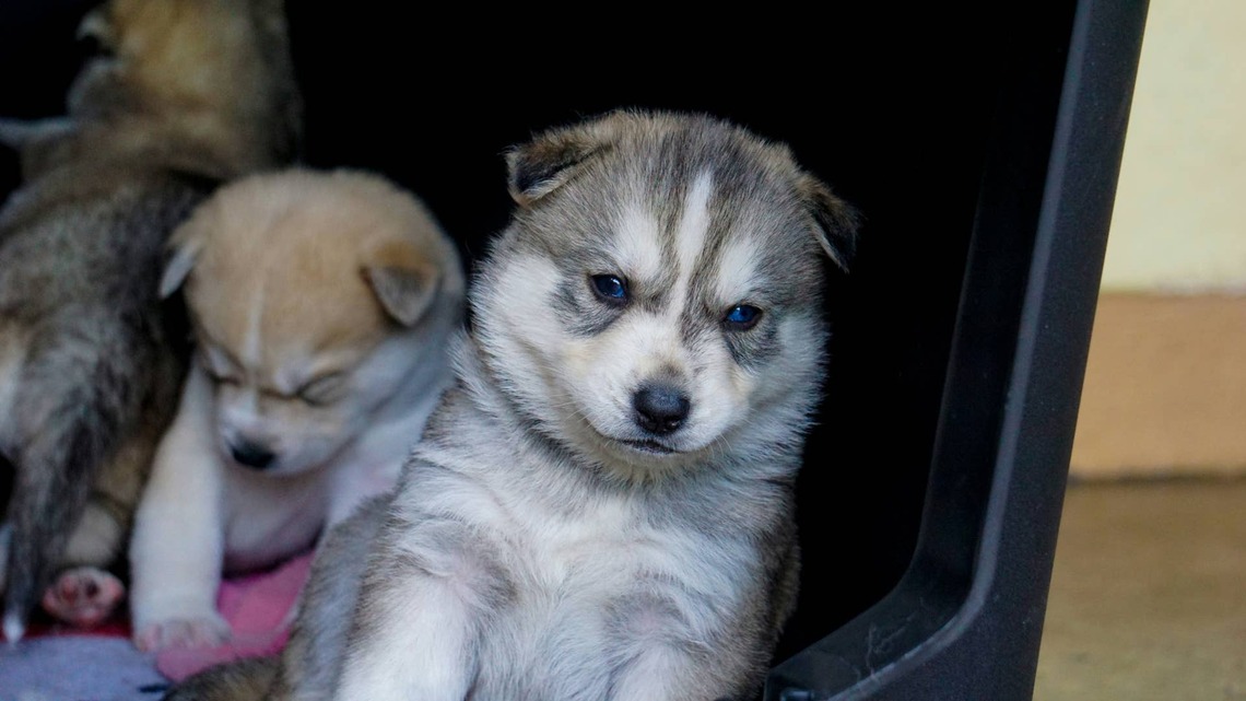 Tiny Husky Puppy Throws the Cutest ‘Tantrum' at Her First Dentist Visit 