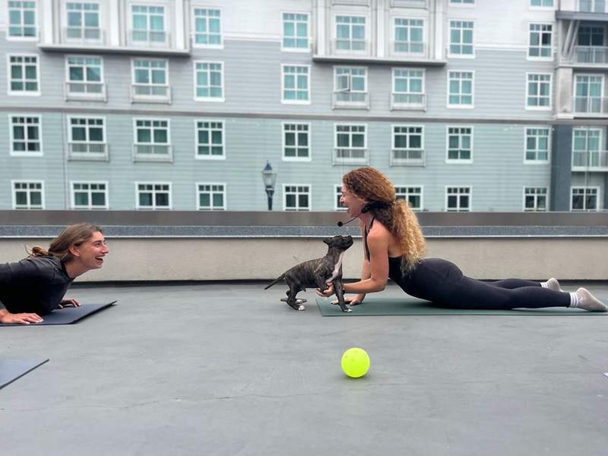  Puppy yoga on the roof of Springhill Suites in Oceanside, CA. Photo credit: Visit Oceanside 