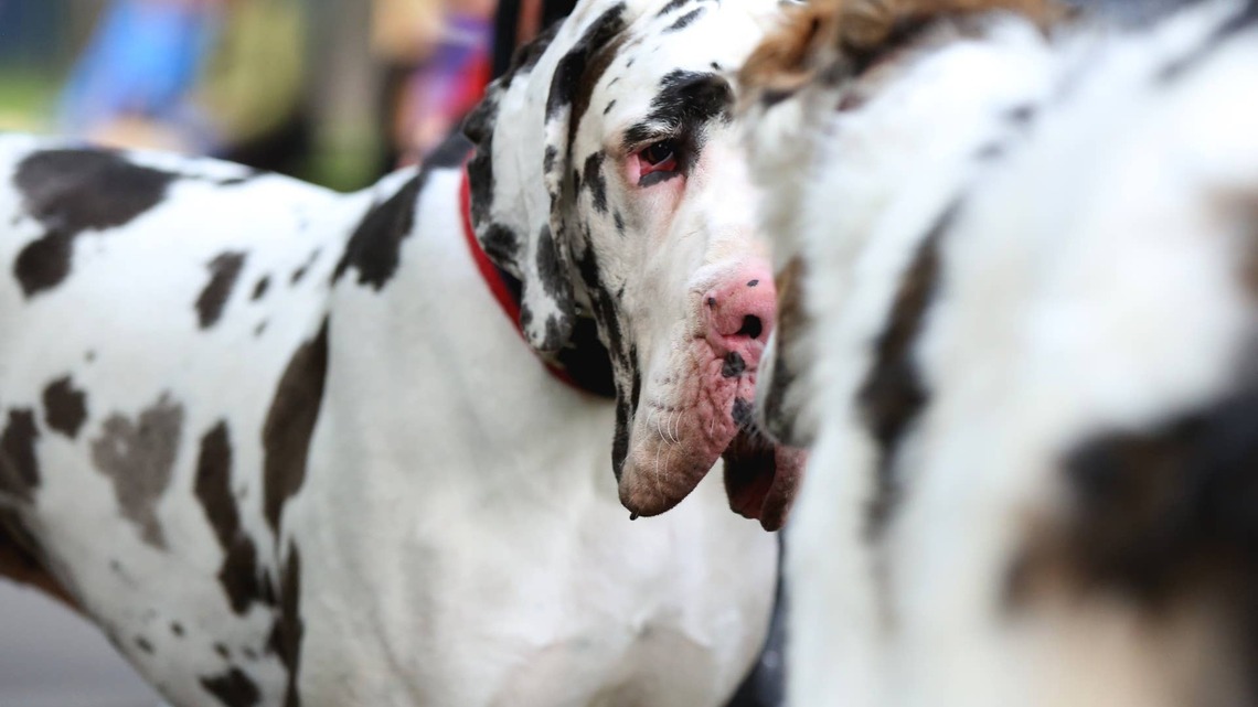 Mini Pony ‘Leads' Great Dane Around-and They're Basically the Same Size 
