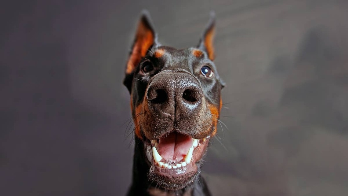 Nobody Told This Handsome Rescue Doberman He's Not a Husky-and His Howl Proves It 