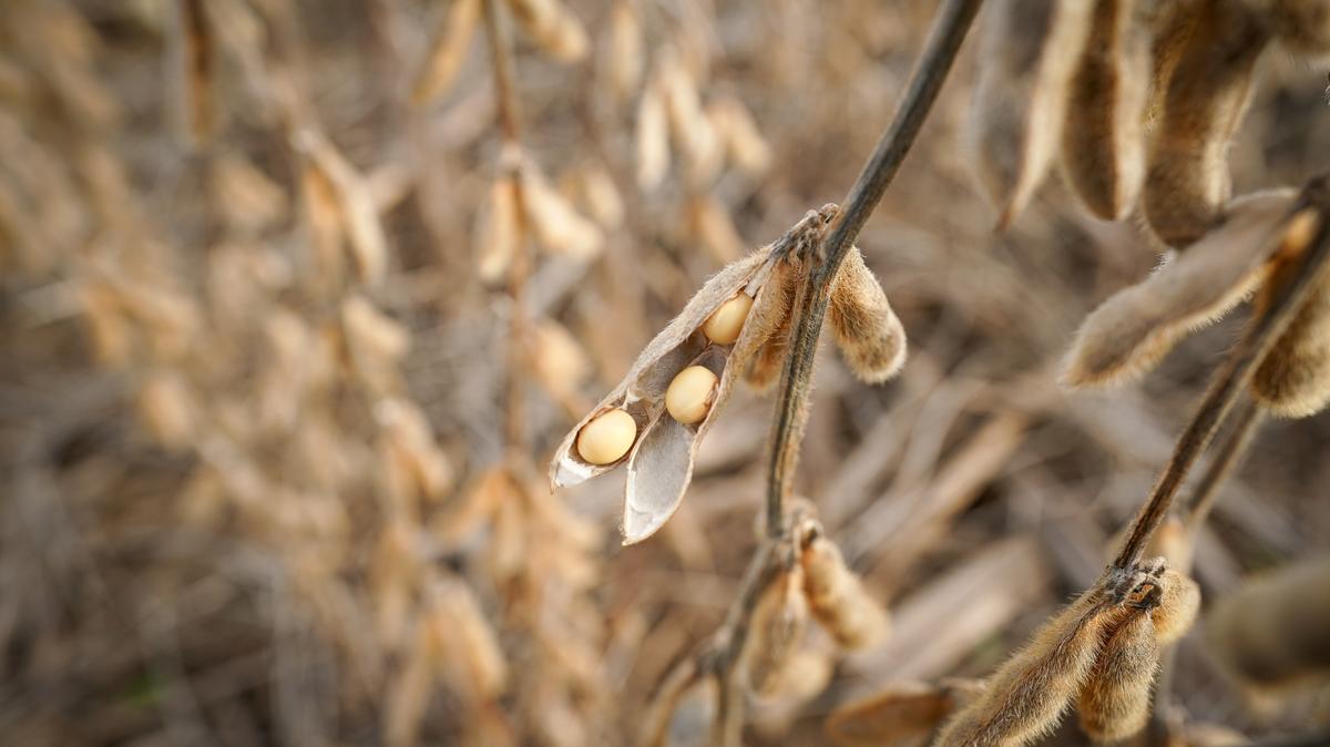 Soybeans in a field on Hodgen Farm in Roachdale, Indiana, U.S. November 8, 2019. Picture taken November 8, 2019. REUTERS/Bryan Woolston