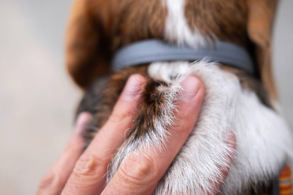  A dog owner checking their dog for ticks.
