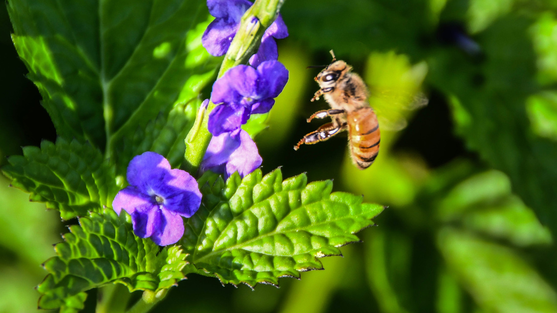 Why scientists need your help counting backyard bees