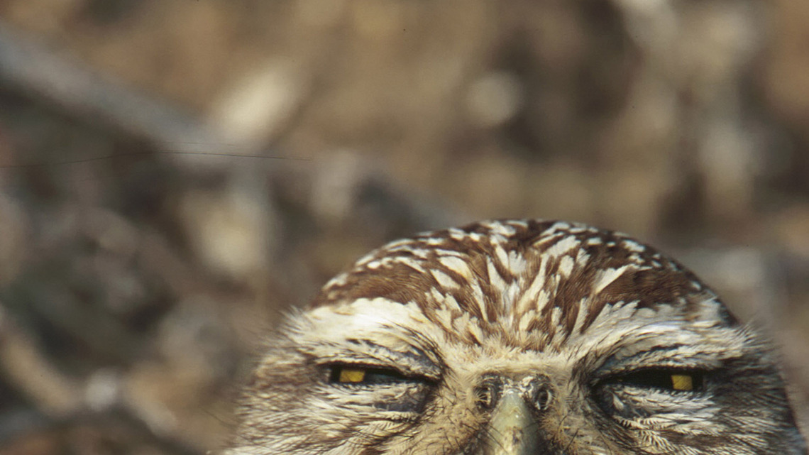 As Las Vegas grows, Clark County looks to protect its burrowing owls 