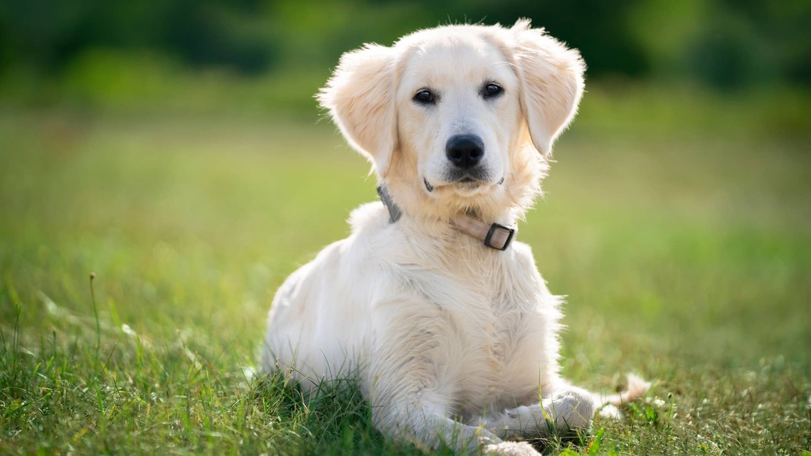 Golden Retriever Puppy's 'Sleepy Hiccups' Will Instantly Steal Your Heart 