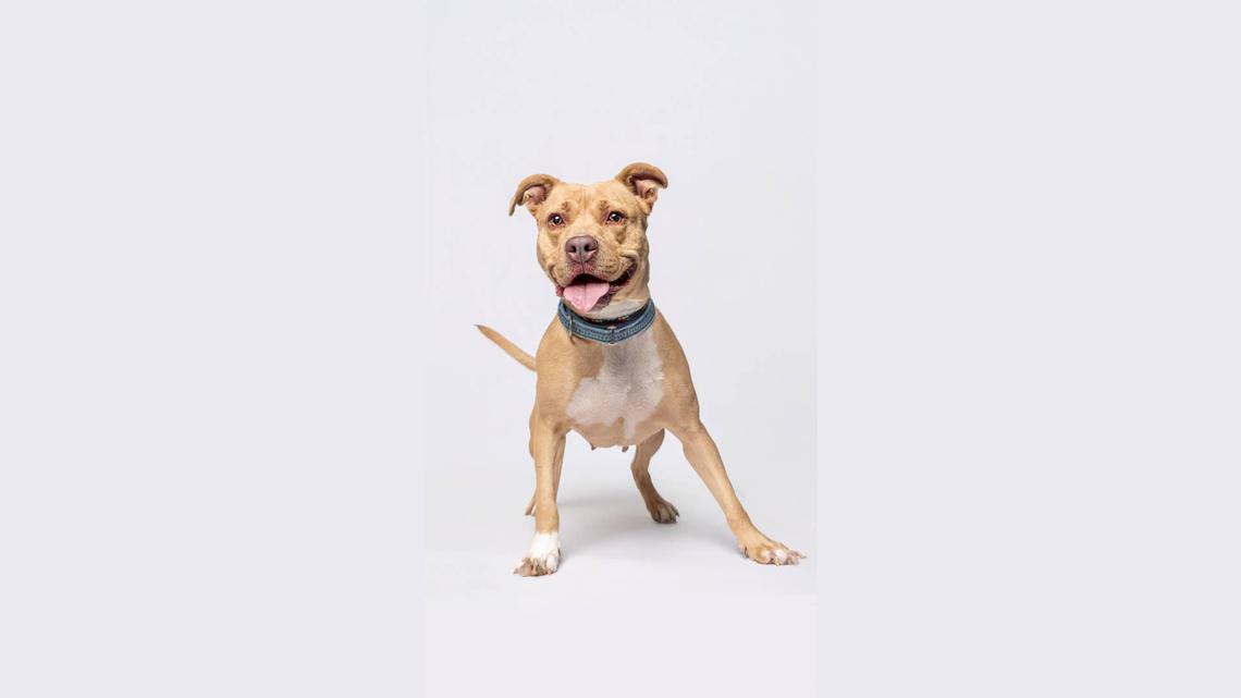 They Searched for Weeks for the Perfect Rescue Pittie-Then They Saw Lillie's Eyes 