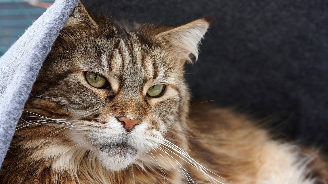Maine Coon Cat Is Absolutely Done With the New Rescue Kitten's Antics