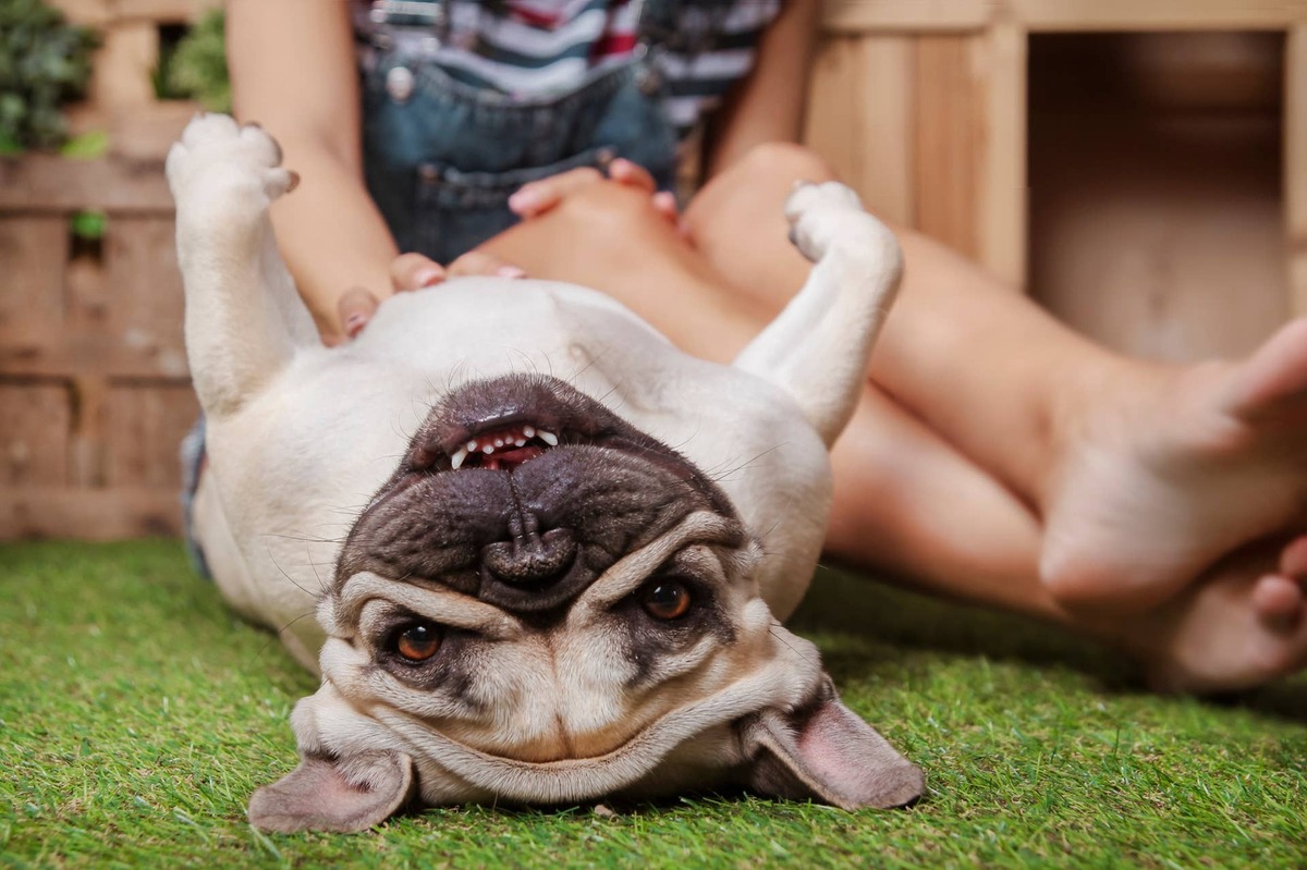  French Bulldogs are full of silly, expressive moments like this.