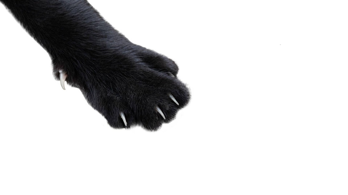 Black Cat With Vitiligo Looks Like She's Been Dipped in Diamonds