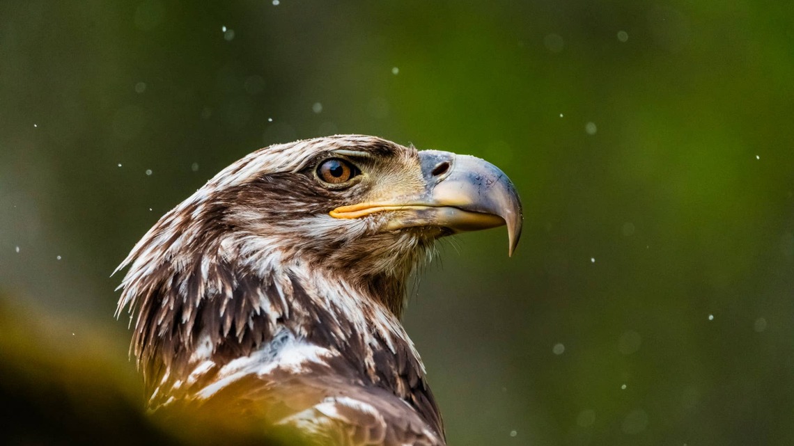 People Can't Get Over the Size of the Bald Eagle Blocking Woman From Her Truck 