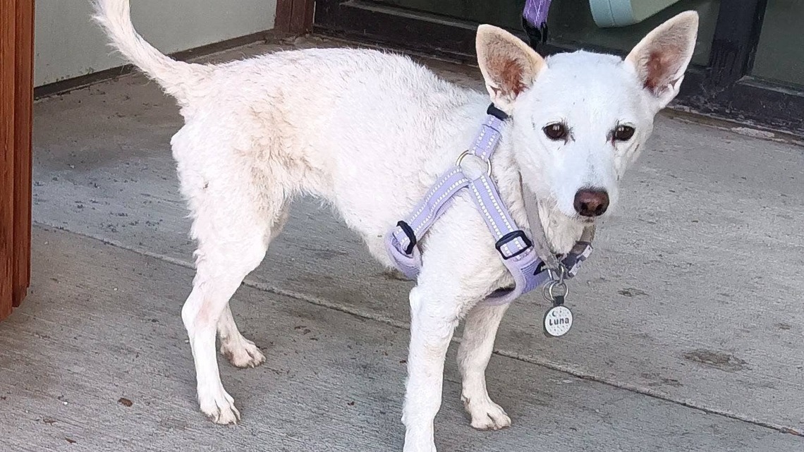 Dog Missing for More Than a Month in Yellowstone Is Finally Reunited With Her Family 