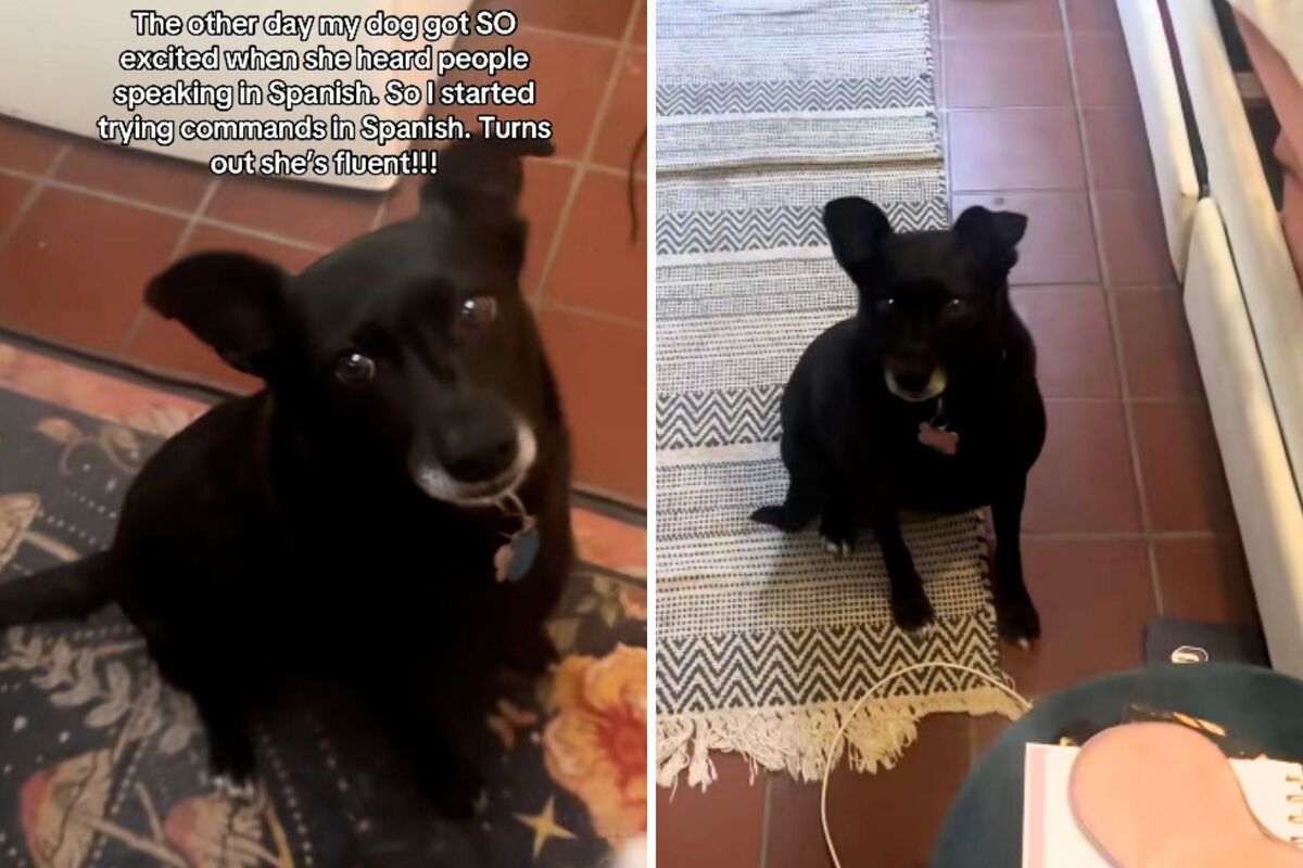  Screenshots from a June 2 TikTok video of an owner discovering her rescue dog can follow commands in Spanish. 