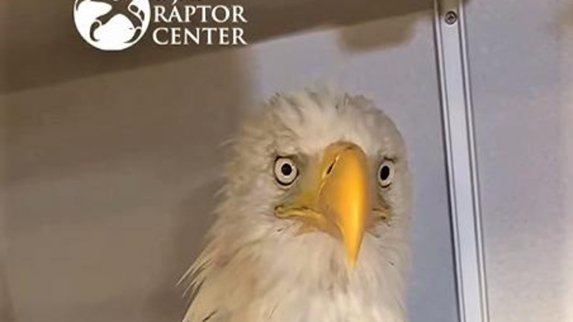 Jackie the eagle 'more feisty' as caregivers share treatment video 
