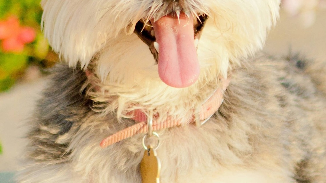 Precious White Dog With Just 2 Paws Looks Like a Walking Q-Tip