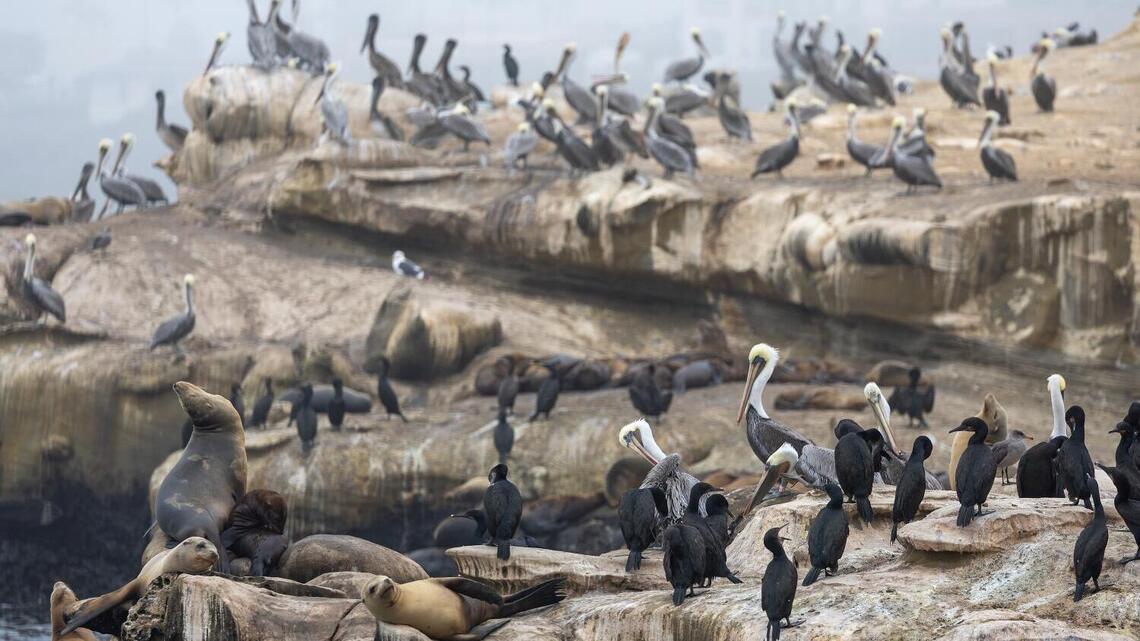 'Unacceptable': La Jolla man who admitted kicking a sea lion faces a year in jail and $100,000 fine 