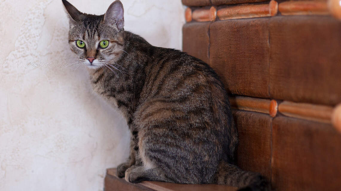 Are cat years the same as 'dog years?' How to tell their human age