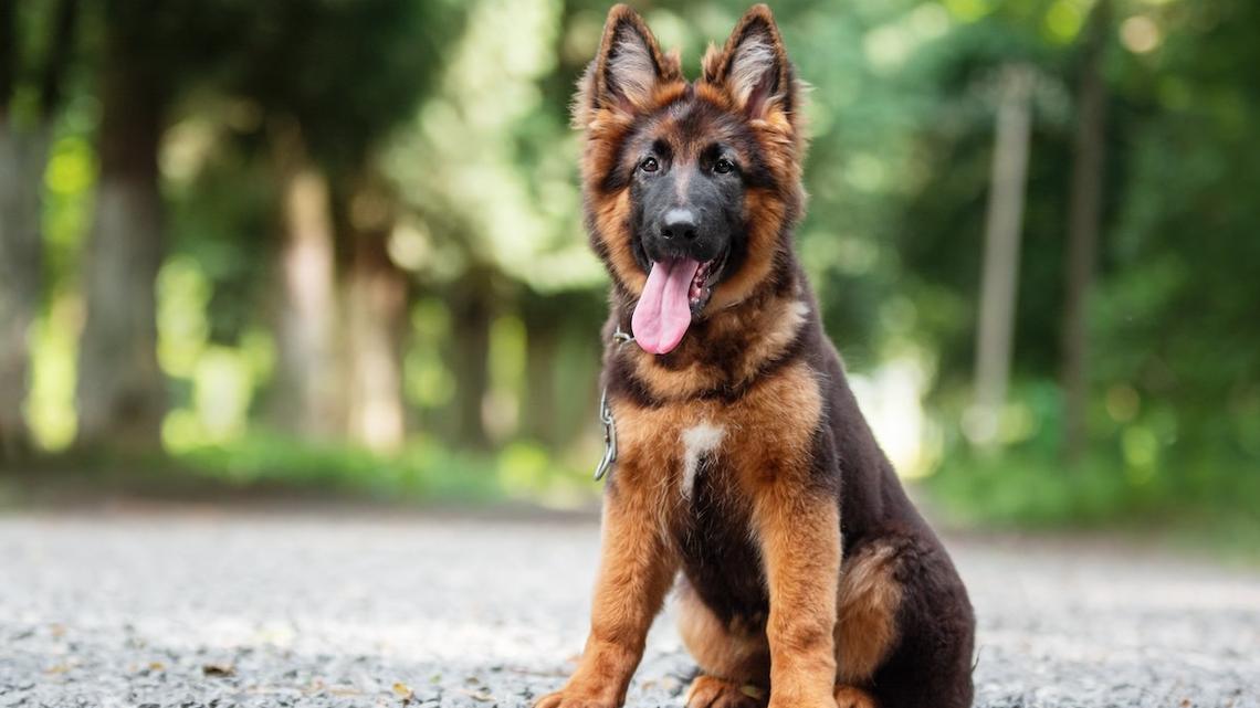 Black Cat Strongly Disapproves of a New German Shepherd Puppy in the Family 