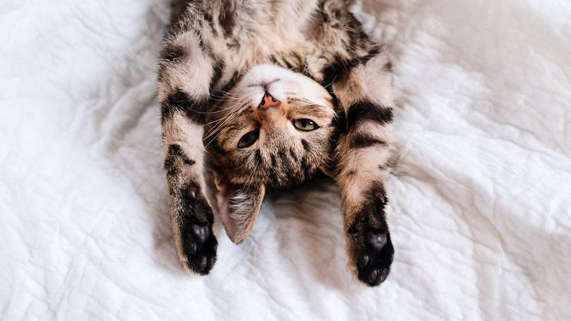 A funny cat being silly. 