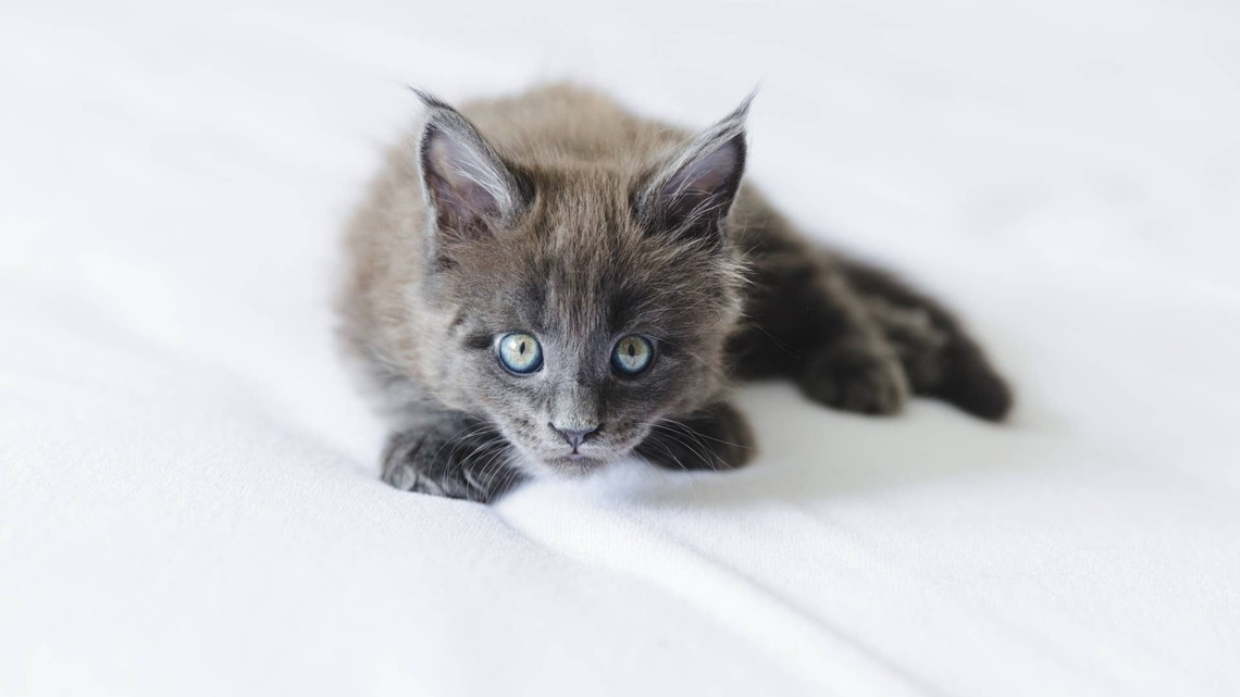 Precious Grey Smoke Maine Coon Kittens Have the Sweetest Fall-Themed Names 