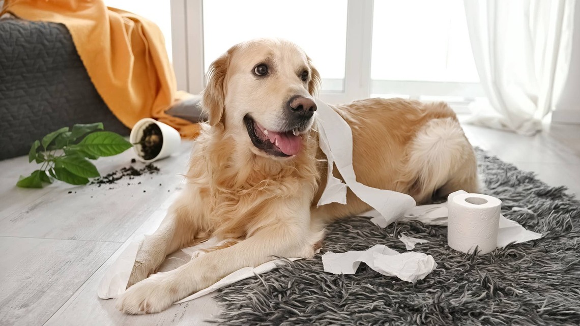 Golden Retriever Is in Face Jail for Being a Menace, and It's Too Funny 