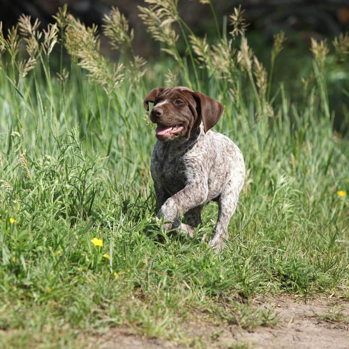  An affectionate, energetic pup enjoying the outdoors.