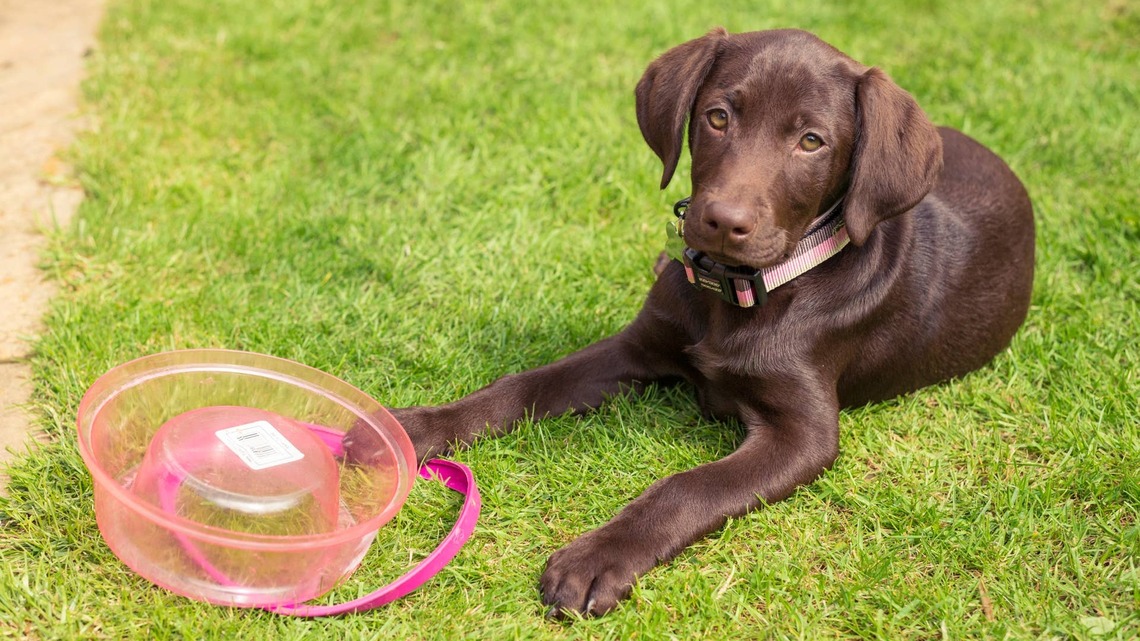 Vizslador Puppy Proves the Hardest Part of Raising a Puppy Is How Fast They Grow Up 