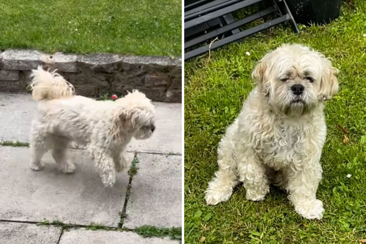  Screenshots from a June 16 TikTok video of Henry walking with his paw lifted, causing concern for his family. 