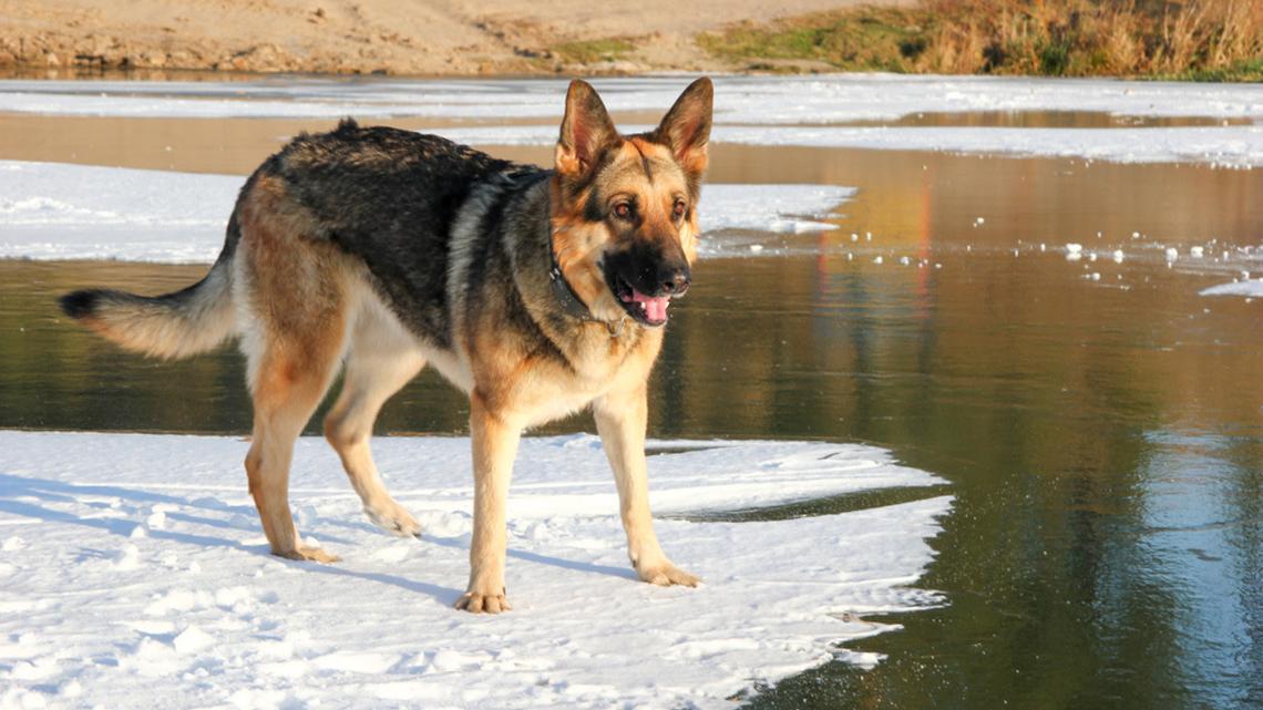 German Shepherd's Confusion Seeing Floating Ice at the Beach Is Cracking Everybody Up 