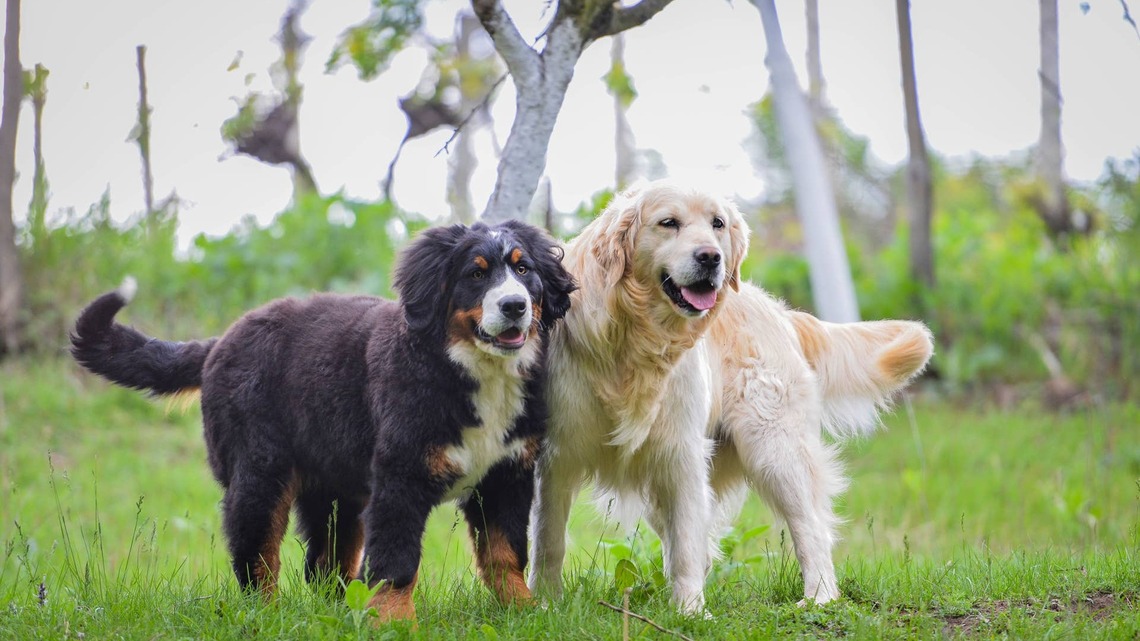 Bernese Mountain Dog and His Golden Retriever Bestie Have a Morning Meeting, and It's Too Cute 