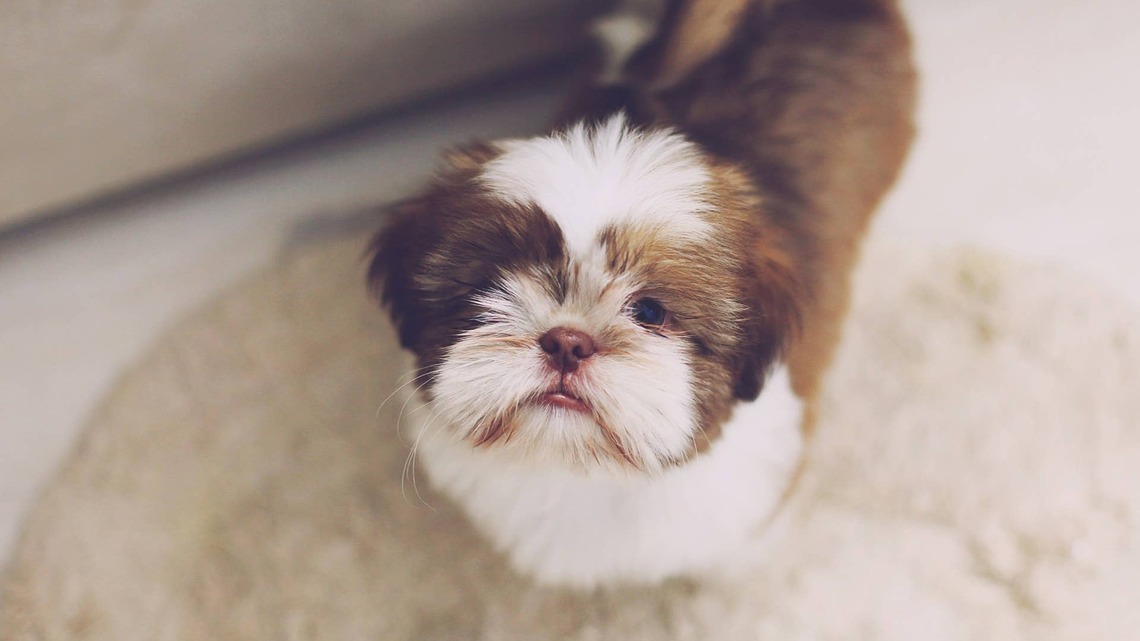 Every US State Has a Favorite Dog Breed - and a Few States Have Very Surprising Taste 
