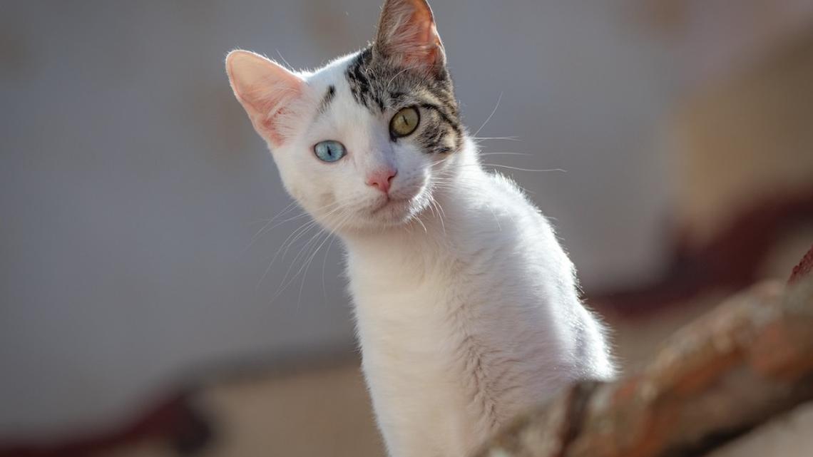 Tabby Cat Has 3 Gorgeous Eye Colors and It's Impossible To Look Away 