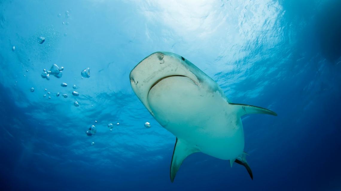 Kind Woman Risks It All To Help Beached Shark and It's So Beautiful 