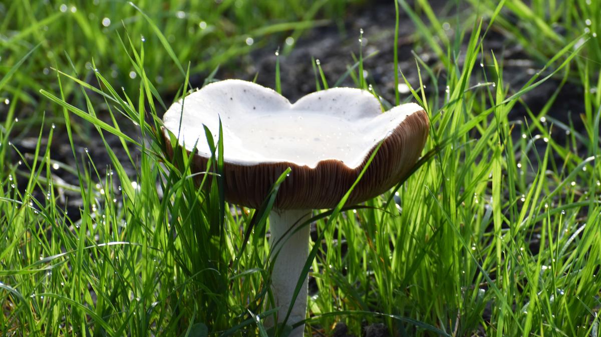 The Amanita phalloides mushroom in Northern California. Also known as death cap mushrooms, people mistakenly eat them thinking they’re safe. (Dreamstime/TNS)