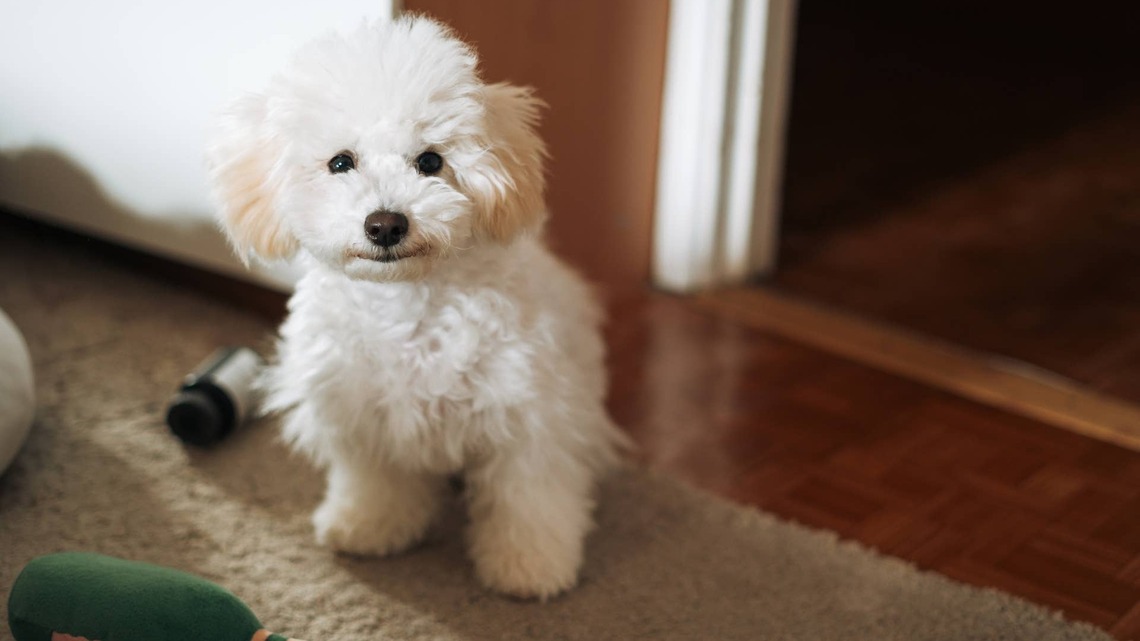 Dog Refuses To Listen to Mom, So a Complete Stranger Steps in To Hilariously Help 