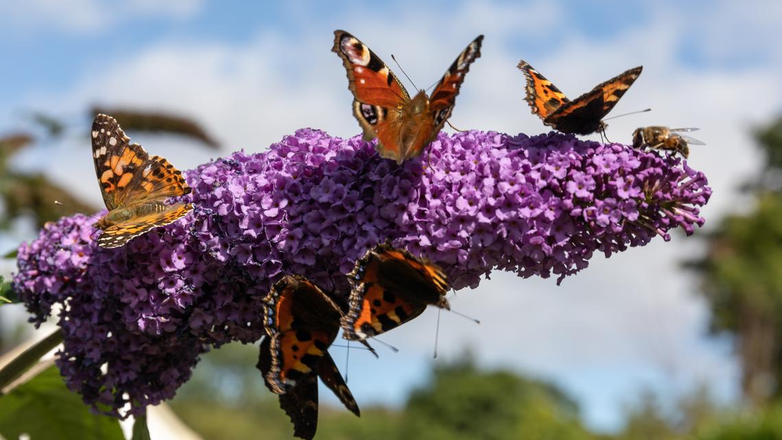 Spring Garden Win: These Pollinator-Friendly Plants Are Up to 20% Off at The Sill Right Now 