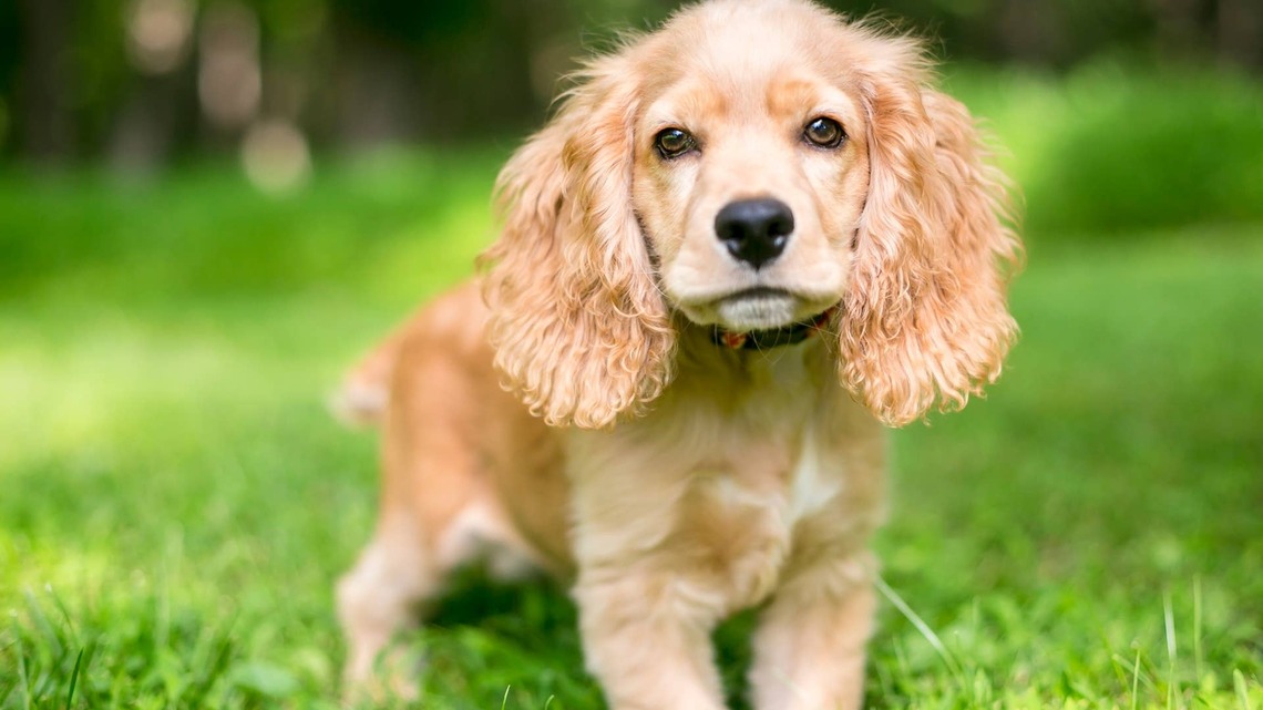 Cocker Spaniel Puppy Discovers Her New Favorite Movie, and She Is 'Sat'
