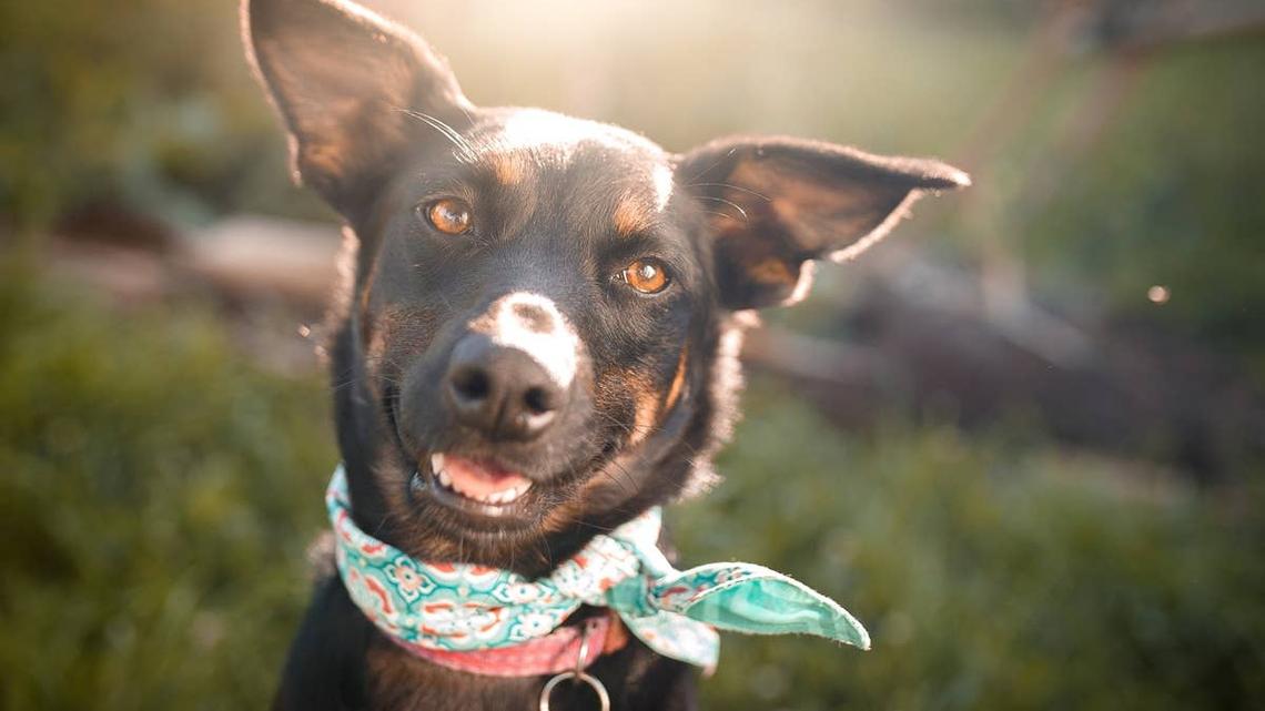 7 Trainer-Approved Phrases That Instantly Boost a Dog's Mood 