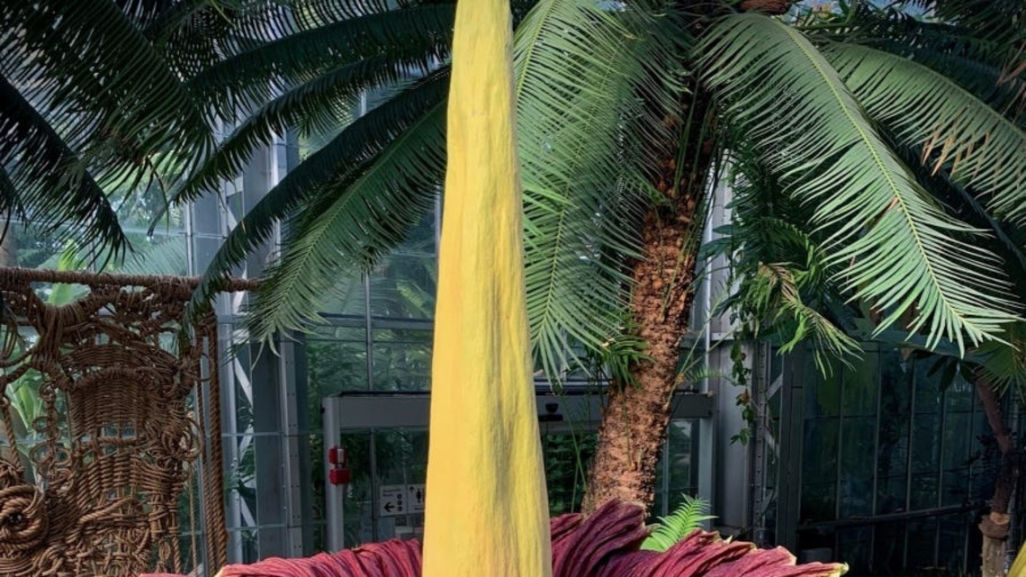 It's time to see the 'rotting flesh' smelling corpse flowers in SoCal 