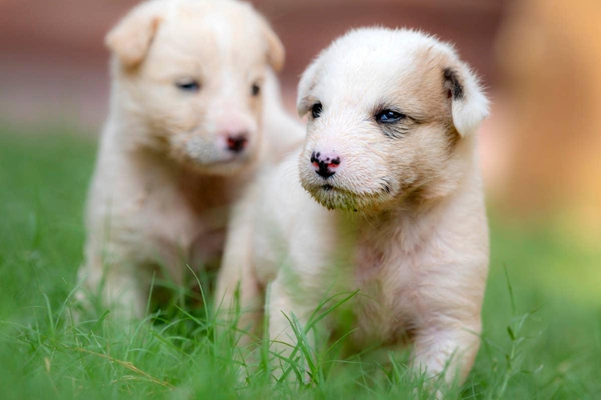  Two Afghanhound pups that have similar traits to January-born people.
