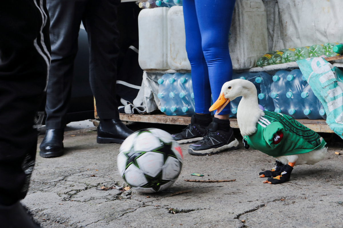 Merlin, a duck, wearing a Mexico national football team ('El Tri') jersey that shot to fame after a chance encounter on Reforma Avenue went viral following the FIFA 2026 match between Mexico and South Africa, stands next to a ball in Mexico City, Mexico, June 16, 2026. REUTERS/Paola Garcia