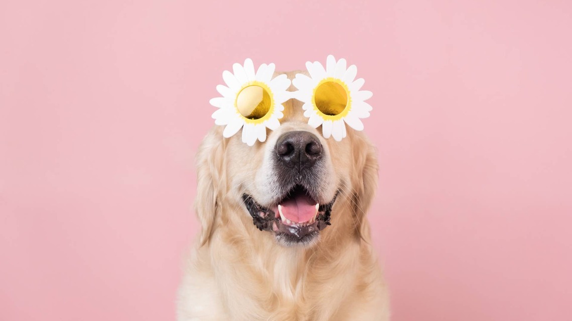 Golden Retriever Modeling Sunshine Dress Brings Mom the Sweetest Gift 