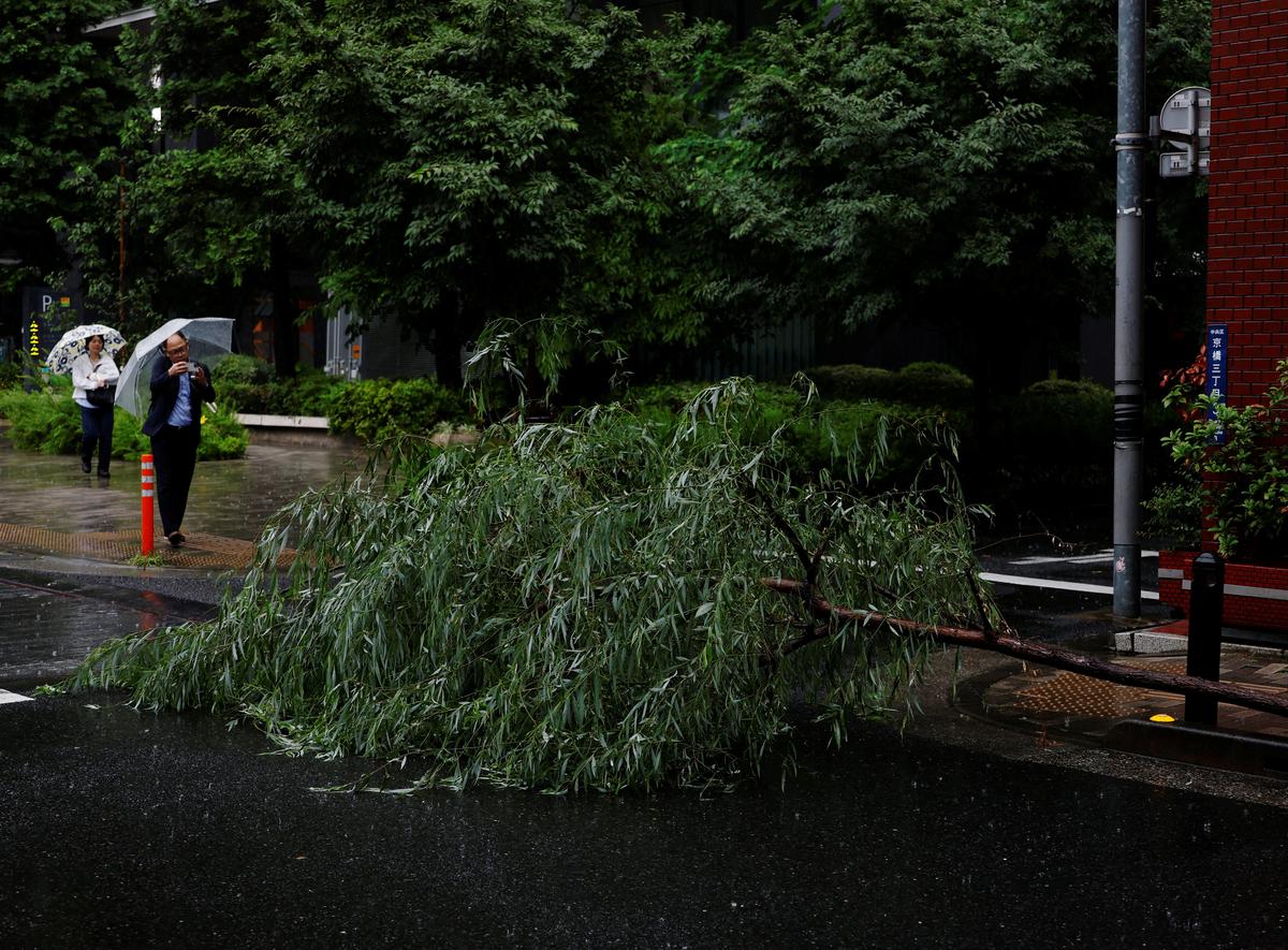 A man takes a photo of a toppled tree amid rain from Typhoon Jangmi in Tokyo, Japan, June 3, 2026. REUTERS/Kim Kyung-Hoon
