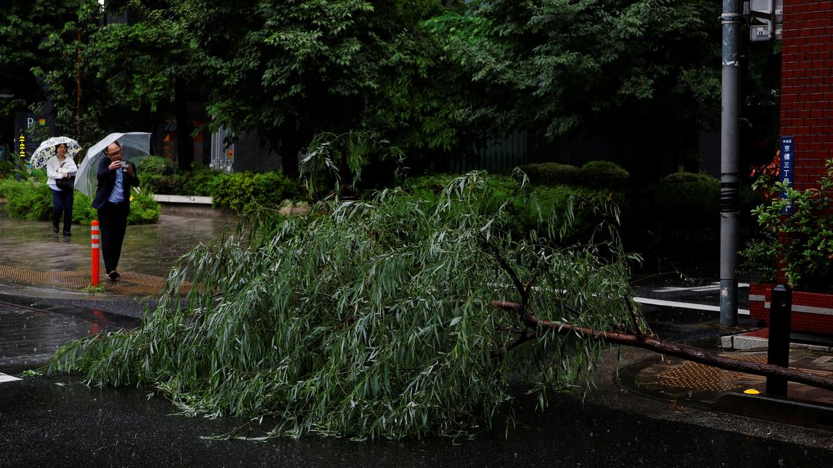 A man takes a photo of a toppled tree amid rain from Typhoon Jangmi in Tokyo, Japan, June 3, 2026. REUTERS/Kim Kyung-Hoon