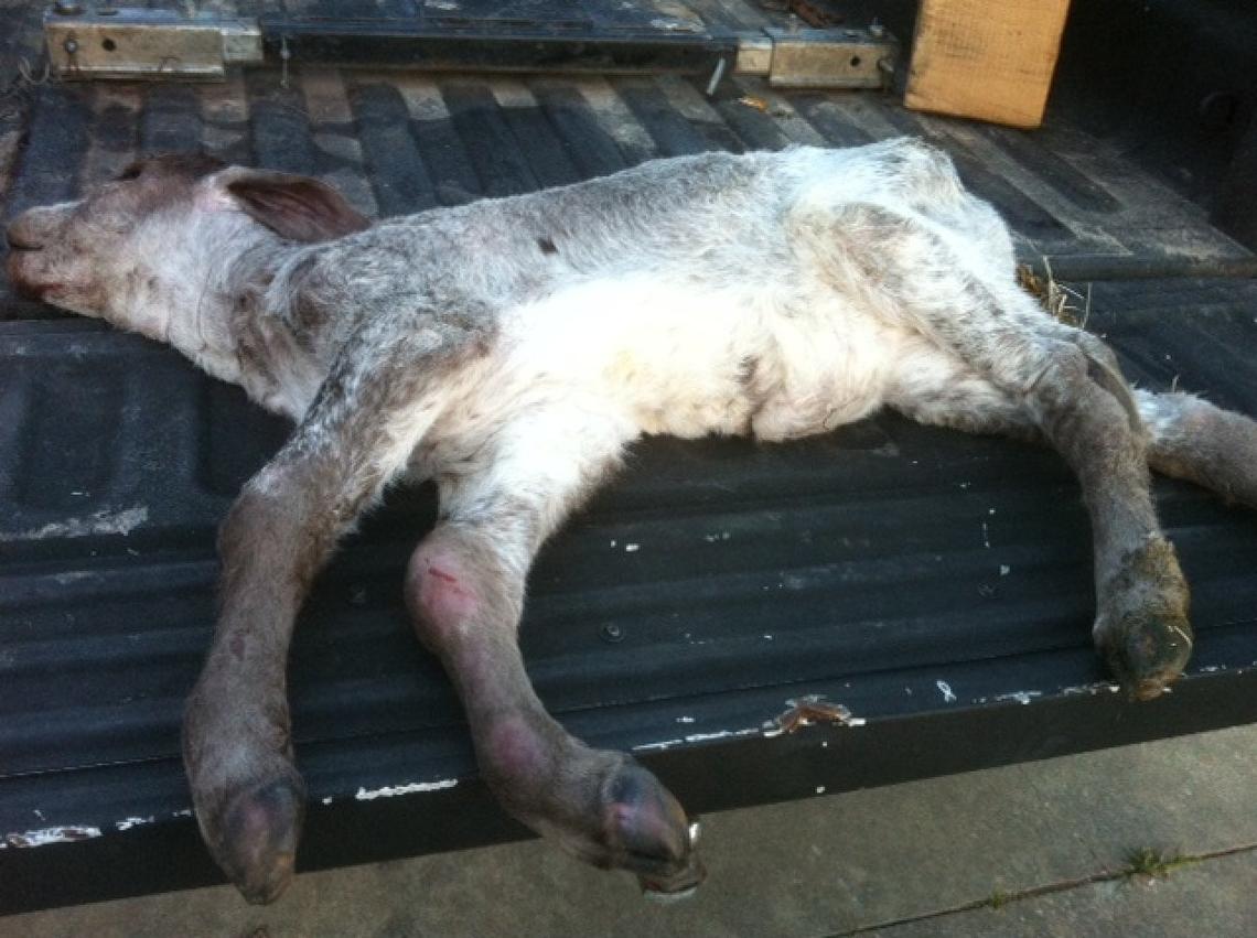  Courtesy of Veron Bice 