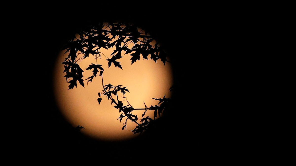 Tree leaves silhouetted by a strawberry moon in 2025 in De Pere, Wisconsin. The full moon will reach peak illumination on Monday, June 29, 2026.