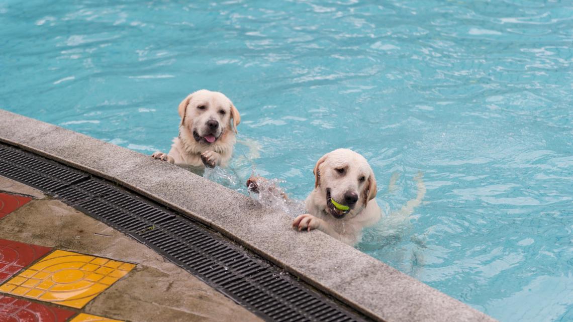 Yellow Labradors Ignoring Mom to Swim During a Full Rainstorm Are Such a Vibe 