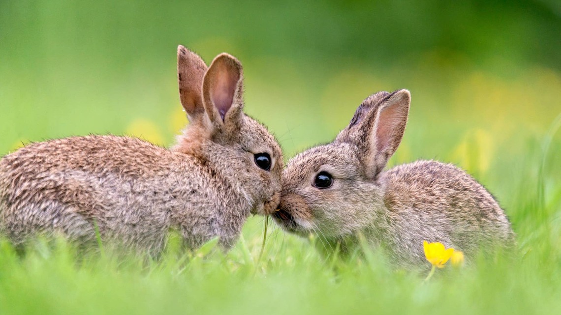 Man Protects a Nest of Baby Bunnies From the Rain With the Cutest Tiny Shelter 